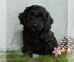 Small Photo #4 Cockapoo-Poodle (Miniature) Mix Puppy For Sale in GAP, PA, USA