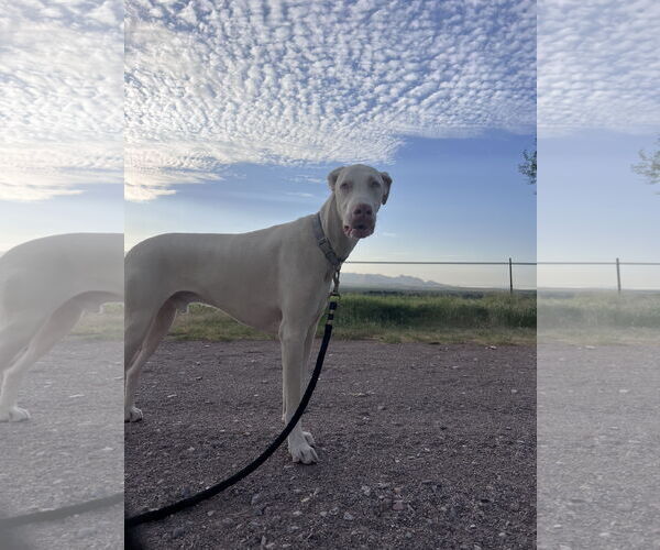 Medium Photo #8 Doberman Pinscher Puppy For Sale in Buffalo, MN, USA