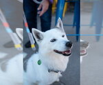 Small #4 Pomsky