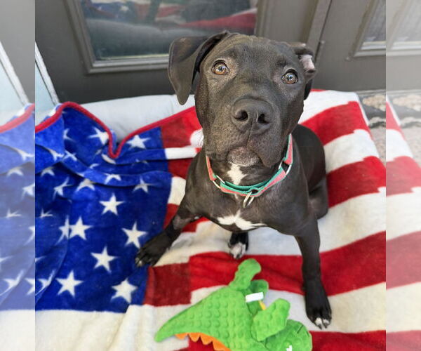 Medium Photo #3 American Pit Bull Terrier-American Staffordshire Terrier Mix Puppy For Sale in Cave Creek, AZ, USA