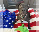 Small #2 American Pit Bull Terrier-American Staffordshire Terrier Mix