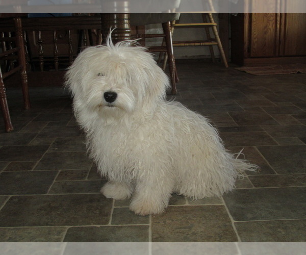 Medium Photo #1 Havanese Puppy For Sale in WICKENBURG, AZ, USA