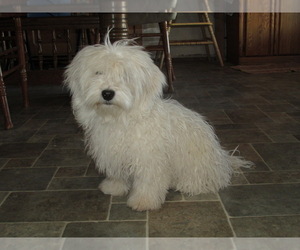Father of the Havanese puppies born on 11/02/2023