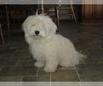 Small Photo #1 Havanese Puppy For Sale in WICKENBURG, AZ, USA