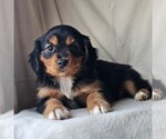 Small #2 Cavalier King Charles Spaniel-Miniature Australian Shepherd Mix
