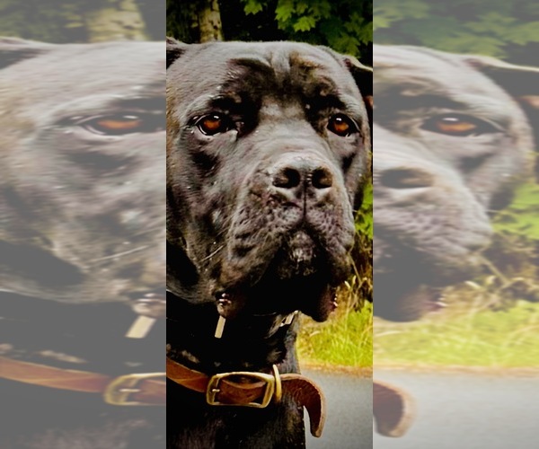 Medium Photo #1 Cane Corso Puppy For Sale in HILLSBORO, OR, USA