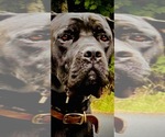 Small Photo #1 Cane Corso Puppy For Sale in HILLSBORO, OR, USA