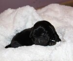 Puppy Jenna Labrador Retriever