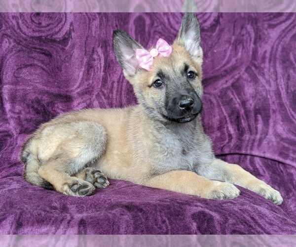 Medium Photo #3 Malinois Puppy For Sale in PARADISE, PA, USA