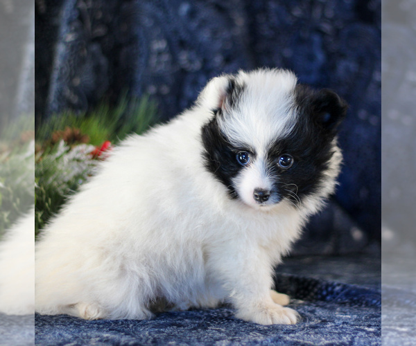 Medium Photo #5 Pomeranian Puppy For Sale in MANHEIM, PA, USA
