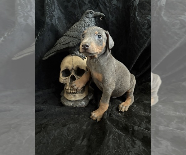 Medium Photo #20 Doberman Pinscher Puppy For Sale in YUCCA VALLEY, CA, USA