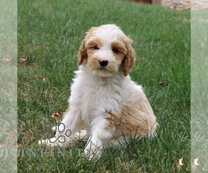 Goldendoodle Puppy for sale in NARVON, PA, USA