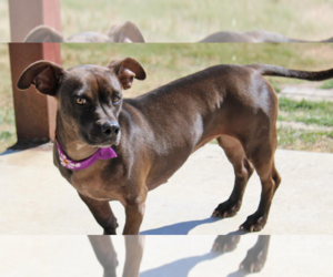 Dachshund-Unknown Mix Dogs for adoption in Cranston, RI, USA