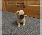 Puppy 3 Pug