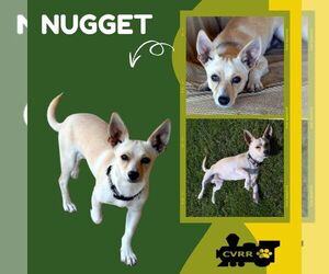 Chiweenie Dogs for adoption in Lindsay, CA, USA