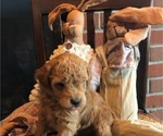 Puppy Caleb Samoyed