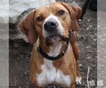Small #4 Redbone Coonhound Mix