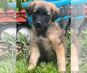 Mutt Dogs for adoption in HOPKINSVILLE/PRINCETON, KY, NH, USA