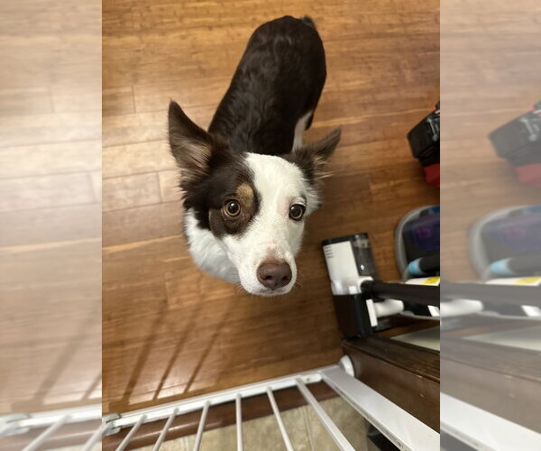 Medium Photo #3 Australian Shepherd-Unknown Mix Puppy For Sale in Springdale, PA, USA