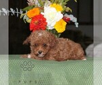 Flower - Female Poodle (Toy) Puppy for Sale - Photo #4