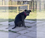Small #2 American Pit Bull Terrier-Labrador Retriever Mix