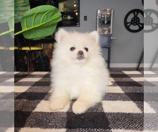 Medium Photo #6 Pomeranian Puppy For Sale in FRANKLIN, IN, USA