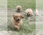 Small Photo #14 Golden Retriever Puppy For Sale in WOODSTOCK, CT, USA