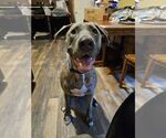 Small #5 Great Dane Mix