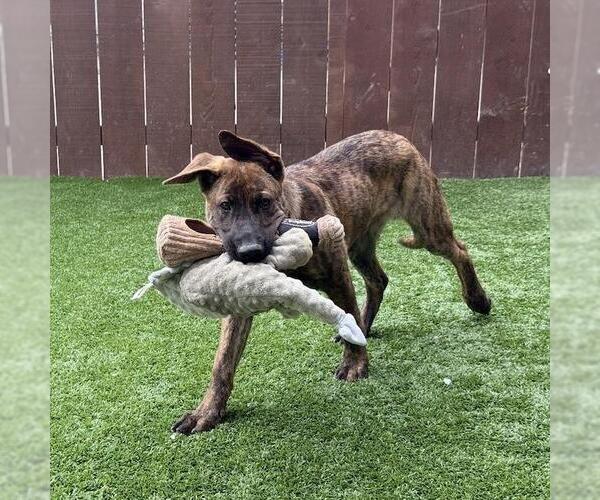 Medium Photo #7 Labrador Retriever-Unknown Mix Puppy For Sale in San Diego, CA, USA