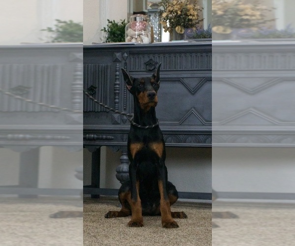 Medium Photo #22 Doberman Pinscher Puppy For Sale in WARSAW, IN, USA