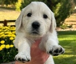 Puppy Piglet English Cream Golden Retriever