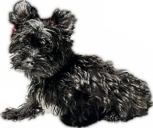 Medium Photo #15 Yorkshire Terrier Puppy For Sale in HAYWARD, CA, USA