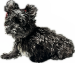 Small #14 Yorkshire Terrier