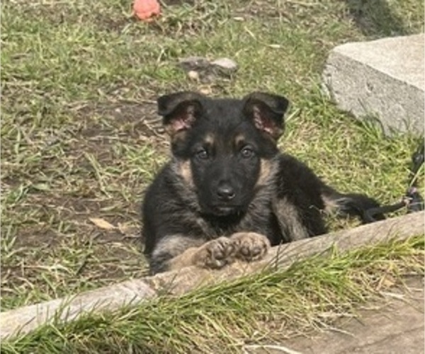 Medium Photo #19 German Shepherd Dog Puppy For Sale in SUMPTER TWP, MI, USA