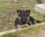 Small Photo #19 German Shepherd Dog Puppy For Sale in SUMPTER TWP, MI, USA