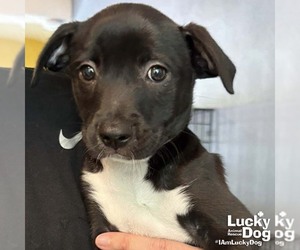 Labrador Retriever-Unknown Mix Dogs for adoption in Washington, DC, USA