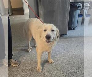 Great Pyrenees Dogs for adoption in Houston, TX, USA
