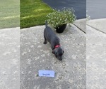 Small Photo #1 Weimaraner Puppy For Sale in PESHTIGO, WI, USA