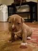 Small Photo #2 American Bully Puppy For Sale in ABERDEEN, NC, USA