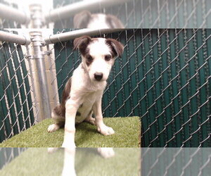 German Shepherd Dog-Unknown Mix Dogs for adoption in Downey, CA, USA