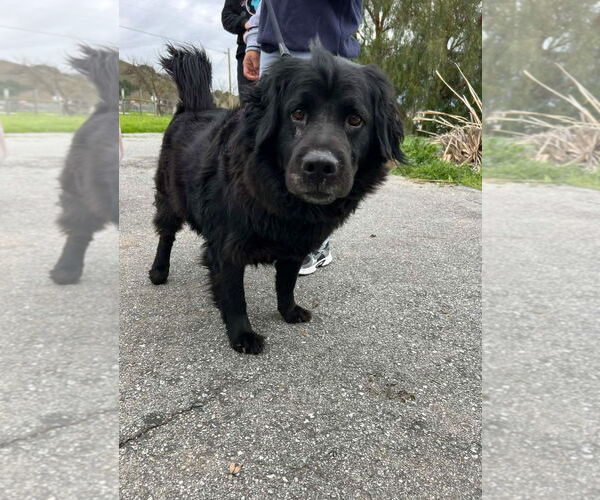 Medium Photo #3 Mutt Puppy For Sale in Woodland Hills, CA, USA