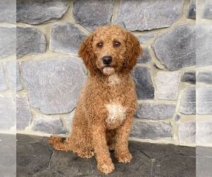 Father of the Goldendoodle (Miniature) puppies born on 01/06/2025