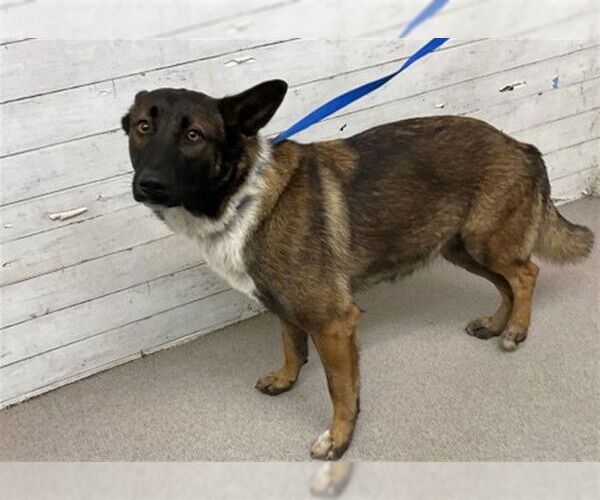 Medium Photo #1 German Shepherd Dog-Unknown Mix Puppy For Sale in San Bernardino, CA, USA