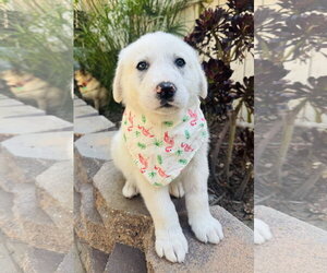 Great Pyrenees Dogs for adoption in Marina Del Rey, CA, USA