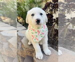 Small Great Pyrenees