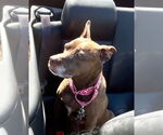 Small #5 American Staffordshire Terrier