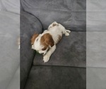 Small Photo #12 Cavalier King Charles Spaniel Puppy For Sale in SAINT PETERSBURG, FL, USA
