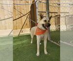 Small #10 German Shepherd Dog Mix