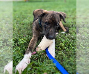 Plott Hound Dogs for adoption in Doylestown, PA, USA