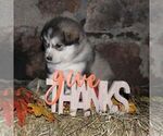 Small #2 Alaskan Malamute